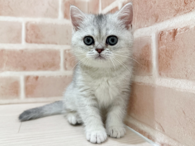 神奈川県のブリティッシュショートヘアー (ペッツファーストfor cats横浜元町店/2026年2月25日生まれ/女の子/シェーデットシルバー)の子猫