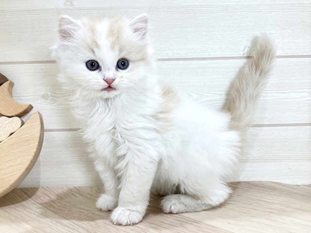 鳥取県のラガマフィン (ペッツファースト日吉津店/2026年2月27日生まれ/男の子/クリームホワイト)の子猫