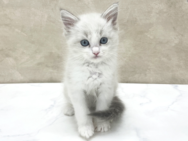 ラグドール, 性別 男の子, 誕生日 2026/02/27, 毛色 ブルーポイントバイカラー, 出身 香川県, 店舗 八王子多摩美大前店(東京都), お問い合わせ番号 2660133