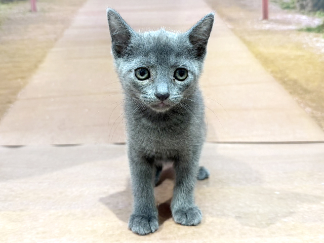 埼玉県のロシアンブルー (ペッツファースト与野店/2026年2月23日生まれ/男の子/ブルー)の子猫の1枚目の画像