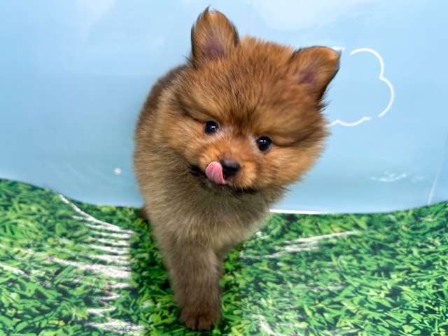 神奈川県のポメプー(ポメラニアン×プードル) (ペッツファースト湘南平塚店/2026年2月25日生まれ/男の子/オレンジ)の子犬の1枚目の画像