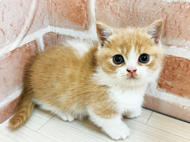 埼玉県のマンチカン (ペッツファースト春日部店/2026年3月3日生まれ/男の子/クリームホワイト)の子猫の1枚目の画像