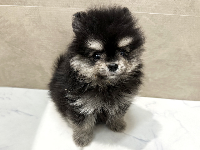 福岡県のポメラニアン (ペッツファースト福津店/2026年3月2日生まれ/男の子/ブラックタン)の子犬