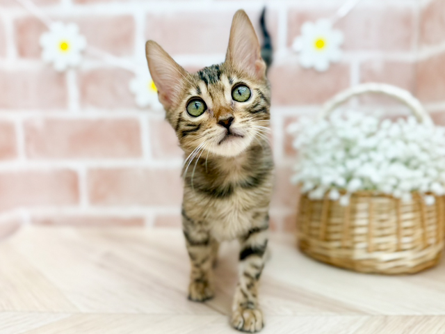 東京都のベンガル (ペッツファーストfor cats武蔵小山店/2026年2月28日生まれ/男の子/ブラウンスポットタビー)の子猫の1枚目の画像