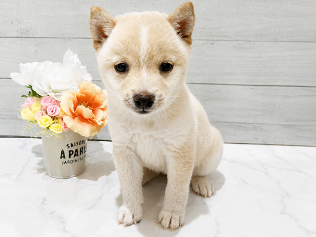 東京都の豆柴 (ペッツファースト中野店/2026年2月28日生まれ/女の子/白)の子犬の1枚目の画像