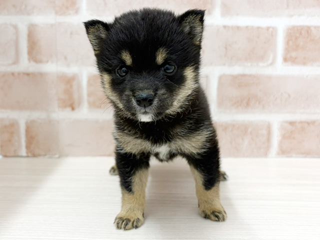 大阪府の豆柴 (ペッツファースト茨木店/2026年3月1日生まれ/女の子/黒)の子犬の1枚目の画像