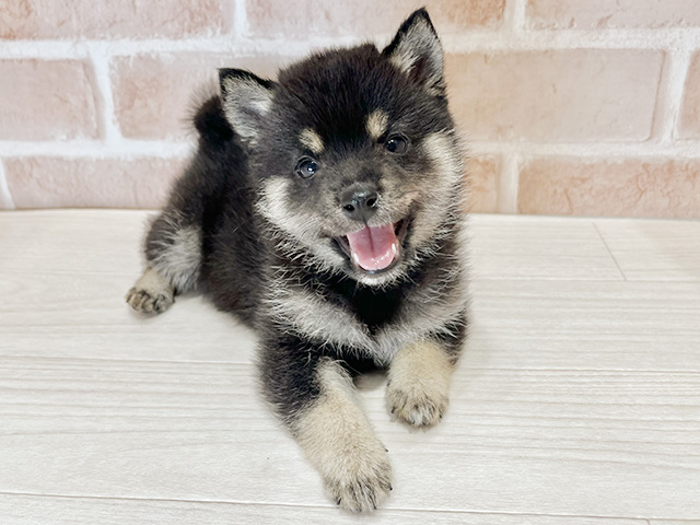 東京都の豆柴 (ペッツファースト荻窪店/2026年3月1日生まれ/女の子/黒)の子犬