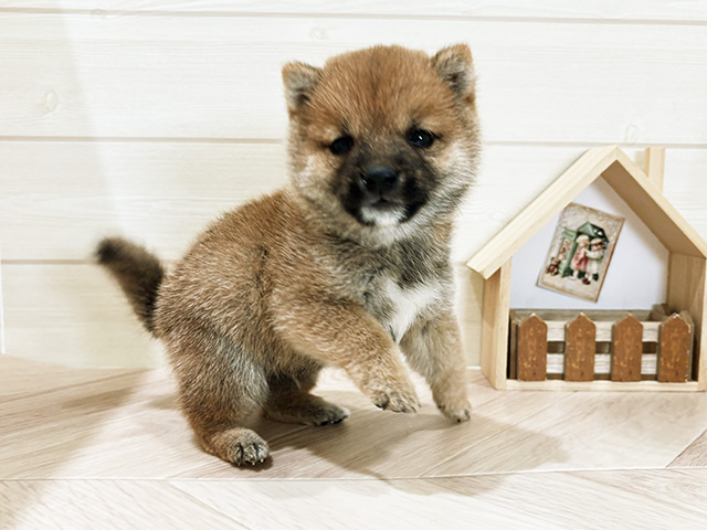 鳥取県の豆柴 (ペッツファースト日吉津店/2026年3月2日生まれ/男の子/赤)の子犬