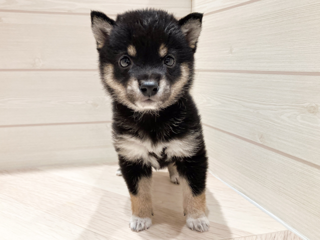 東京都の豆柴 (ペッツファースト豊洲店/2026年3月2日生まれ/女の子/黒)の子犬の1枚目の画像