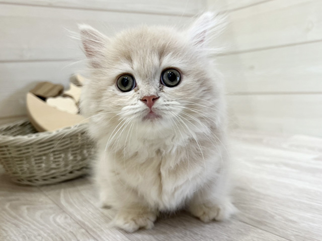 愛知県のミヌエット (ペッツファースト大高店/2026年3月2日生まれ/男の子/クリームタビー)の子猫