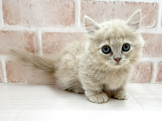 大阪府のミヌエット (ペッツファースト茨木店/2026年3月2日生まれ/男の子/クリームタビー)の子猫の1枚目の画像