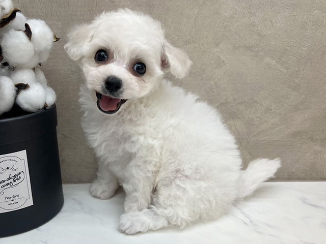 広島県のビションフリーゼ (ペッツファースト宇品店/2026年3月2日生まれ/男の子/ホワイト)の子犬の1枚目の画像