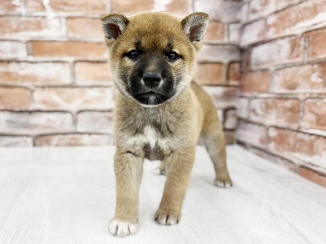 柴犬, 性別 男の子, 誕生日 2026/03/02, 毛色 赤, 出身 京都府, 店舗 茨木目垣店(大阪府), お問い合わせ番号 806042804