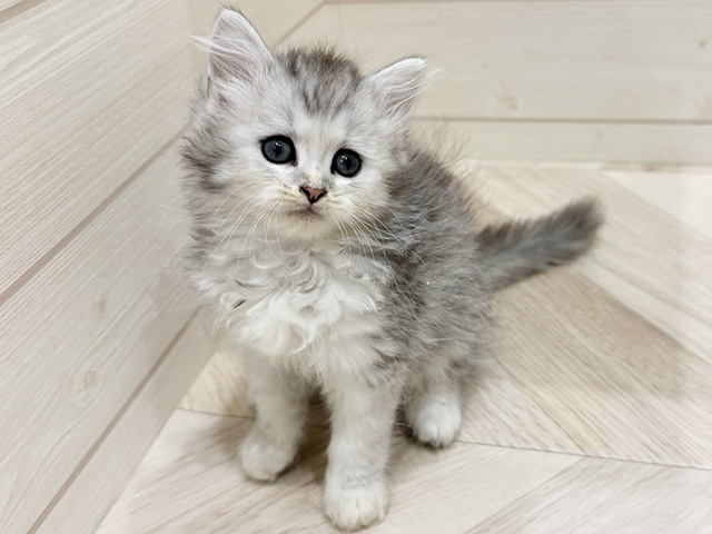 愛知県のサイベリアン (ペッツファースト岡崎店/2026年3月3日生まれ/女の子/シルバータビー)の子猫の1枚目の画像