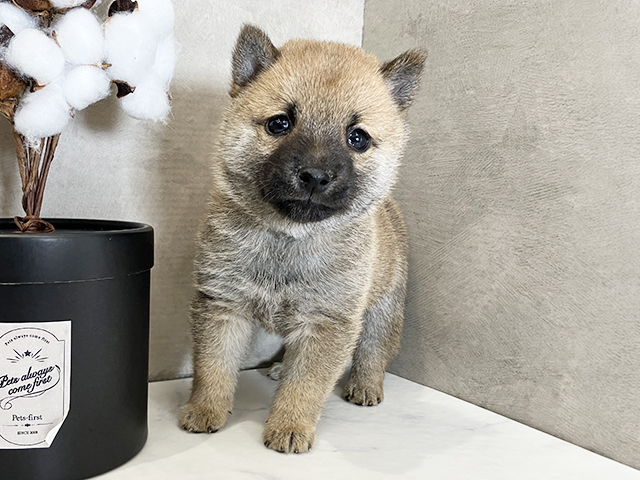 広島県の豆柴 (ペッツファースト広島祇園店/2026年3月3日生まれ/男の子/赤)の子犬の1枚目の画像