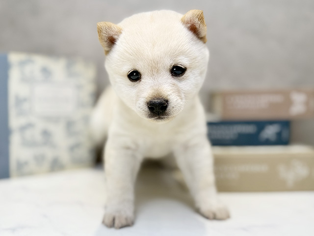 埼玉県の豆柴 (ペッツファースト川口店/2026年3月3日生まれ/女の子/白)の子犬の1枚目の画像