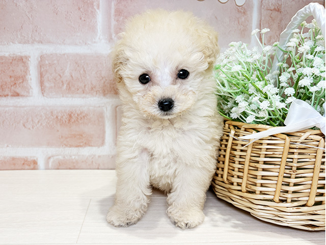 岡山県のトイプードル(タイニー) (ペッツファースト倉敷店/2026年3月3日生まれ/男の子/クリーム)の子犬の1枚目の画像