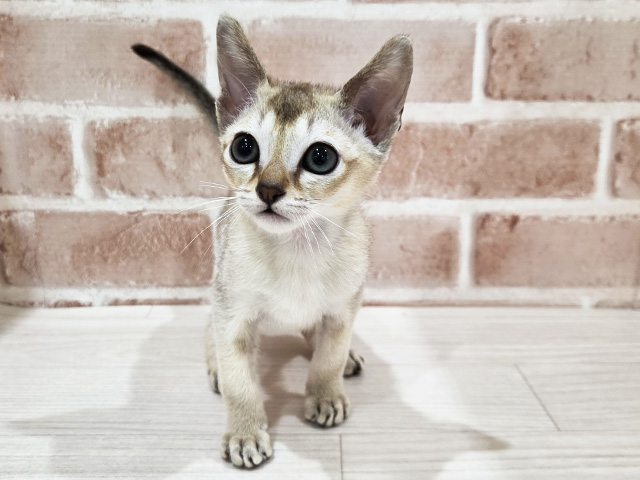 神奈川県のシンガプーラ (ペッツファーストfor cats横浜元町店/2026年2月28日生まれ/男の子/セピアアグーティ)の子猫の1枚目の画像