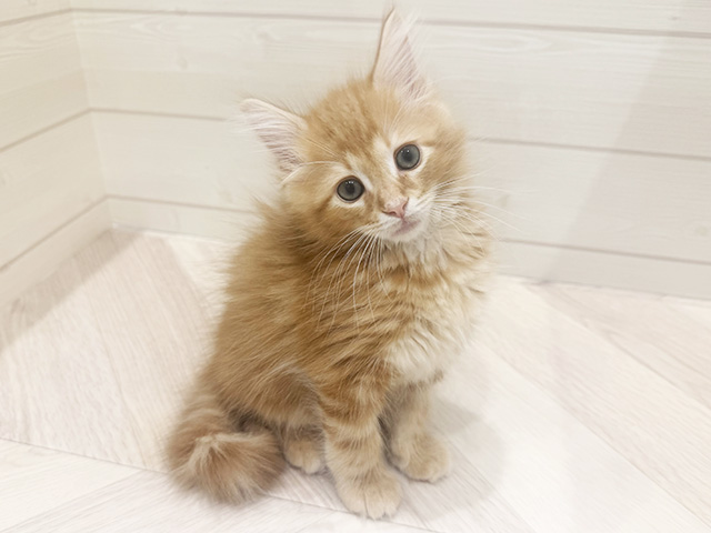 愛知県のサイベリアン (ペッツファースト岡崎店/2026年3月1日生まれ/男の子/レッドタビー)の子猫