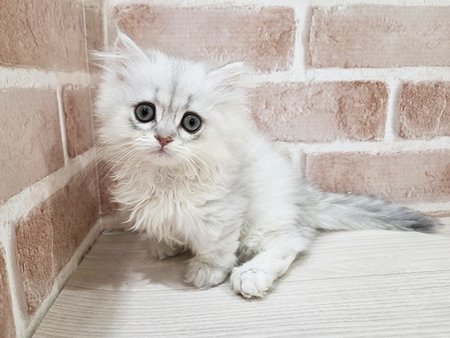 神奈川県のミヌエット (ペッツファーストfor cats横浜元町店/2026年3月4日生まれ/女の子/チンチラシルバー)の子猫