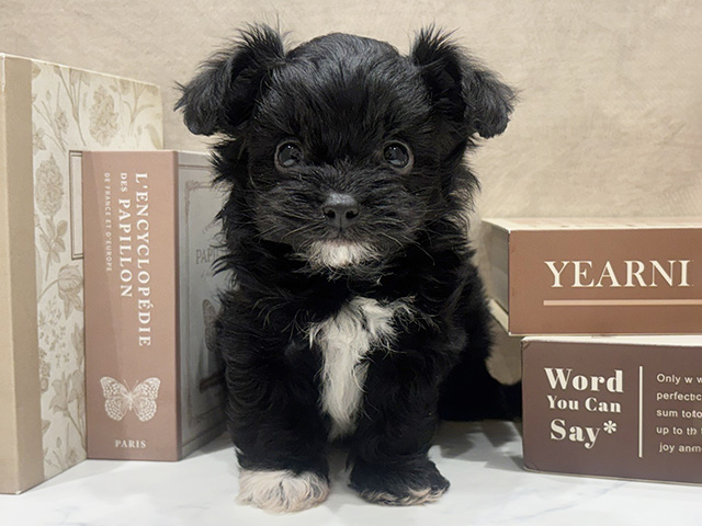 チワプー