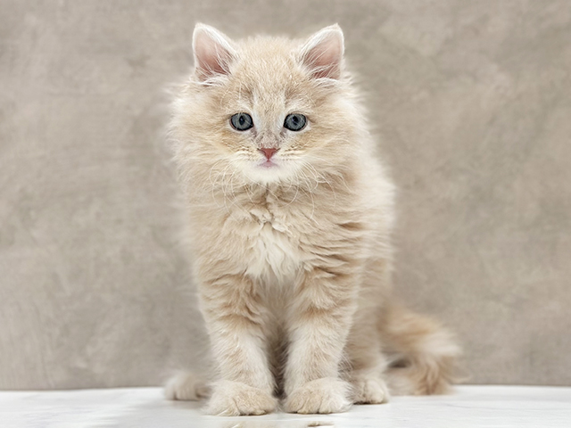 東京都のサイベリアン (ペッツファースト新宿店/2026年3月5日生まれ/男の子/クリームタビー)の子猫の1枚目の画像