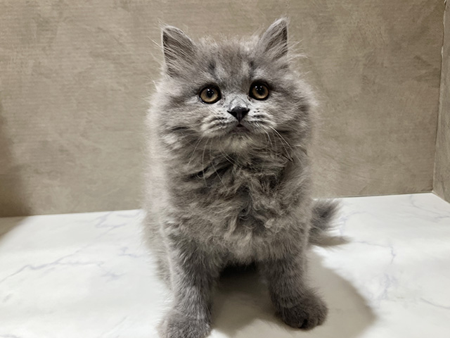 秋田県のサイベリアン (ペッツファースト秋田店/2026年2月19日生まれ/女の子/ブルー)の子猫の1枚目の画像