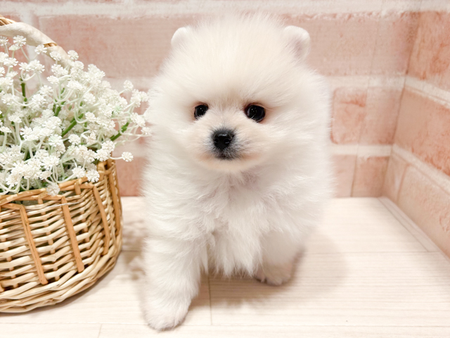 東京都のポメラニアン (ペッツファースト町田店/2026年3月5日生まれ/男の子/クリーム)の子犬