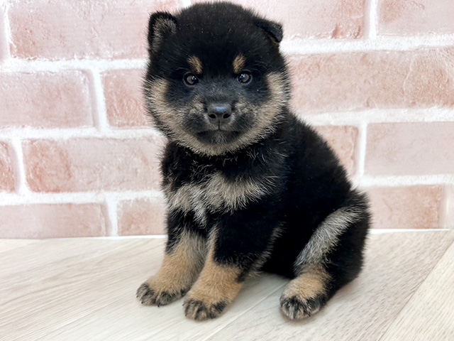 大阪府の柴犬(標準サイズ) (ペッツファースト寝屋川店/2026年3月1日生まれ/男の子/黒)の子犬の1枚目の画像