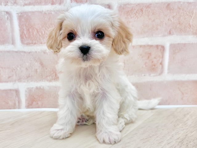 大阪府のハーフ犬・ミックス犬 (ペッツファースト寝屋川店/2026年3月7日生まれ/男の子/アプリコットホワイト)の子犬の1枚目の画像