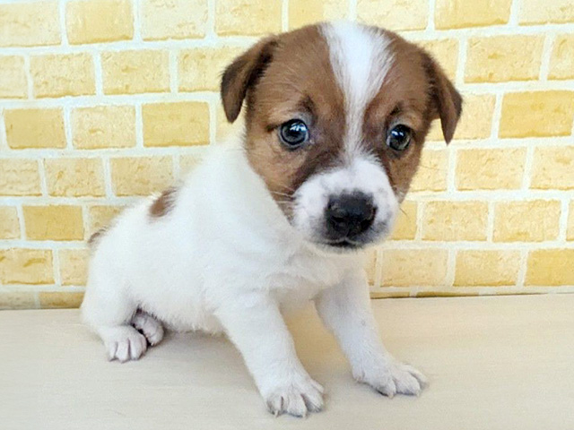 ジャックラッセルテリア, 性別 女の子, 誕生日 2026/03/08, 毛色 ホワイトタン, 出身 埼玉県, 店舗 長岡店(新潟県), お問い合わせ番号 200019987