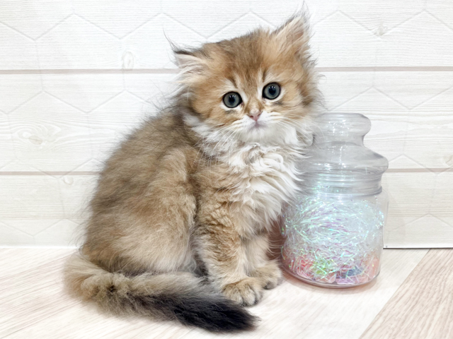 ブリティッシュ