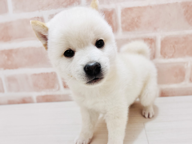 埼玉県の豆柴 (ペッツファースト春日部店/2026年3月8日生まれ/男の子/白)の子犬の1枚目の画像
