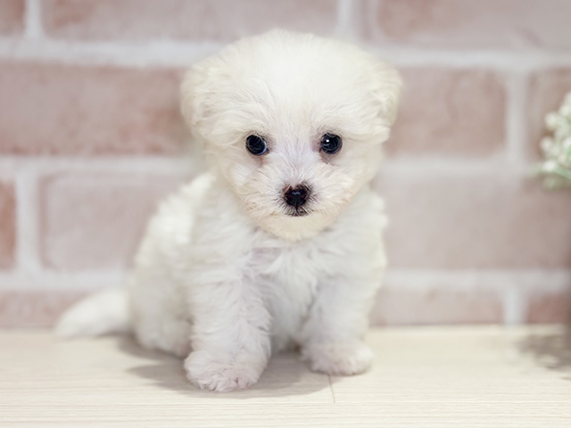 岡山県のビションフリーゼ (ペッツファースト倉敷店/2026年3月7日生まれ/男の子/ホワイト)の子犬