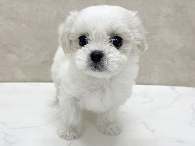 東京都のハーフ犬・ミックス犬 (ペッツファースト八王子多摩美大前店/2026年3月9日生まれ/女の子/ホワイトクリーム)の子犬