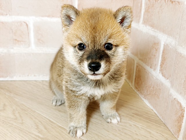 千葉県の豆柴 (ペッツファースト市川妙典店/2026年3月8日生まれ/男の子/赤)の子犬の1枚目の画像