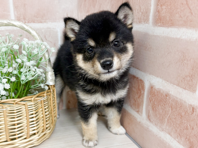 広島県の豆柴 (ペッツファースト広島本通店/2026年3月8日生まれ/女の子/黒)の子犬の1枚目の画像