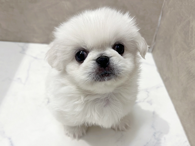 ペキニーズ