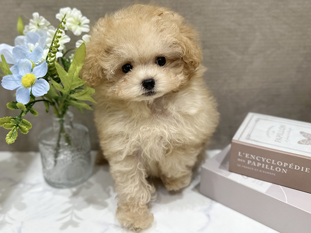 大阪府のトイプードル(ティーカップ) (ペッツファースト難波店/2026年3月10日生まれ/男の子/アプリコット)の子犬の1枚目の画像