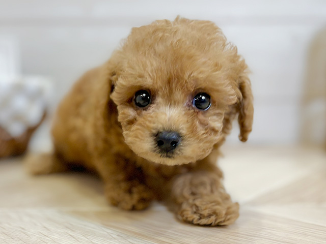 東京都のトイプードル(タイニー) (ペッツファースト昭島店/2026年3月10日生まれ/女の子/レッド)の子犬