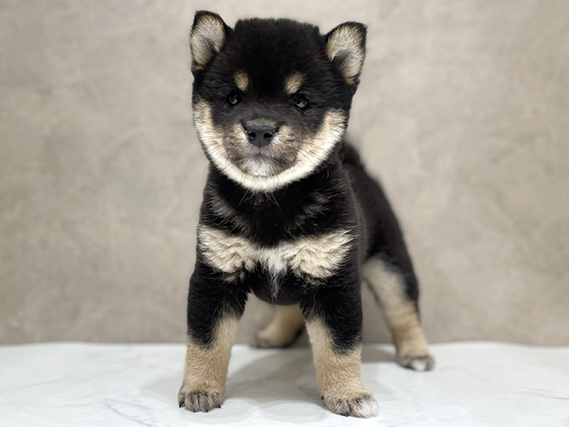 千葉県の豆柴 (ペッツファーストららぽーとTOKYO-BAY店/2026年3月10日生まれ/男の子/黒)の子犬の1枚目の画像
