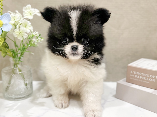 大阪府のハーフ犬・ミックス犬 (ペッツファースト難波店/2026年3月10日生まれ/男の子/パーティーカラー)の子犬