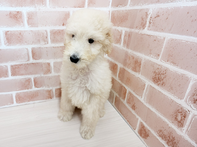 スタンダードプードル, 性別 男の子, 誕生日 2026/02/24, 毛色 クリーム, 出身 千葉県, 店舗 一宮店(愛知県), お問い合わせ番号 100940140