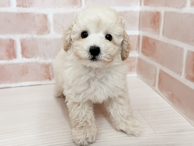 愛知県のトイプードル(トイ) (ペッツファースト一宮店/2026年2月28日生まれ/男の子/クリーム)の子犬の1枚目の画像