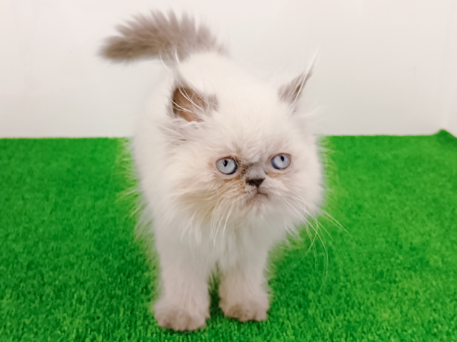 富山県のヒマラヤン (ペッツファースト富山店/2026年2月26日生まれ/男の子/ブルーポイント)の子猫