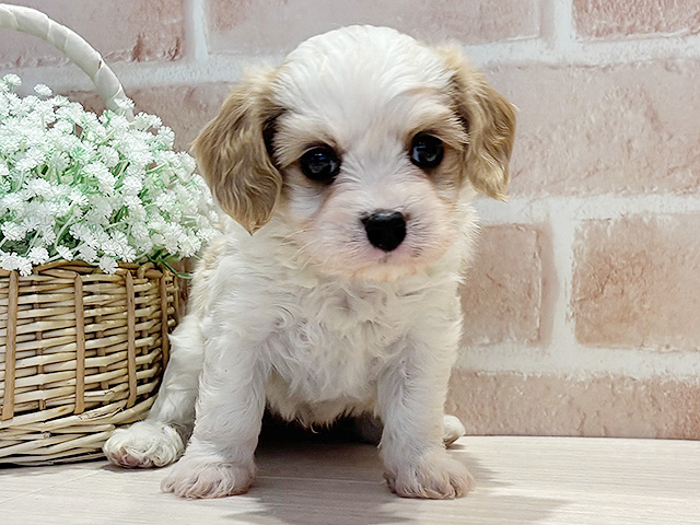 神奈川県のハーフ犬・ミックス犬 (ペッツファースト横浜元町店/2026年3月12日生まれ/男の子/クリーム)の子犬