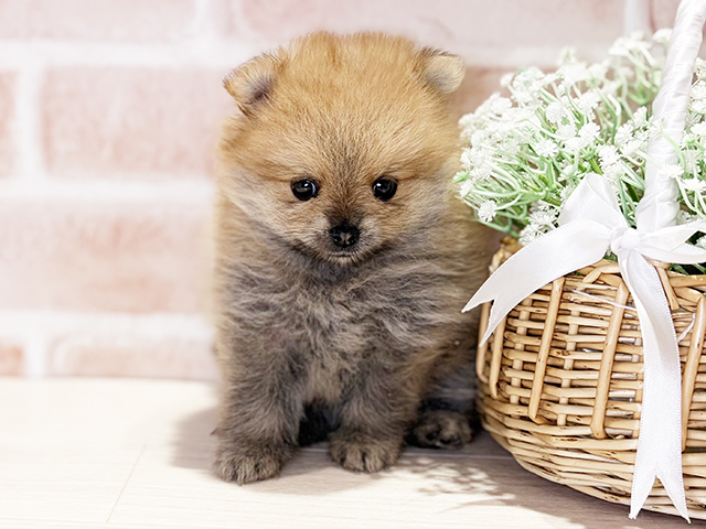 岡山県のポメラニアン (ペッツファースト倉敷店/2026年3月12日生まれ/男の子/オレンジ)の子犬