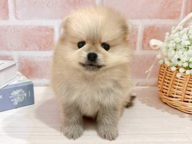 東京都のポメラニアン (ペッツファースト自由が丘店/2026年3月12日生まれ/女の子/クリーム)の子犬の1枚目の画像