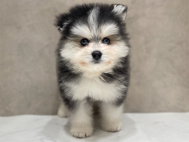 千葉県のハーフ犬・ミックス犬 (ペッツファーストららぽーとTOKYO-BAY店/2026年3月11日生まれ/男の子/ブラックホワイト)の子犬