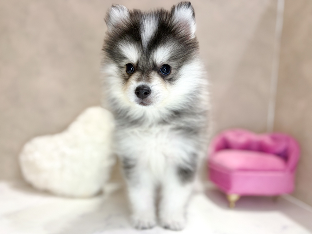 大阪府のハーフ犬・ミックス犬 (ペッツファースト茶屋町店/2026年3月13日生まれ/男の子/ブラックホワイト)の子犬の1枚目の画像